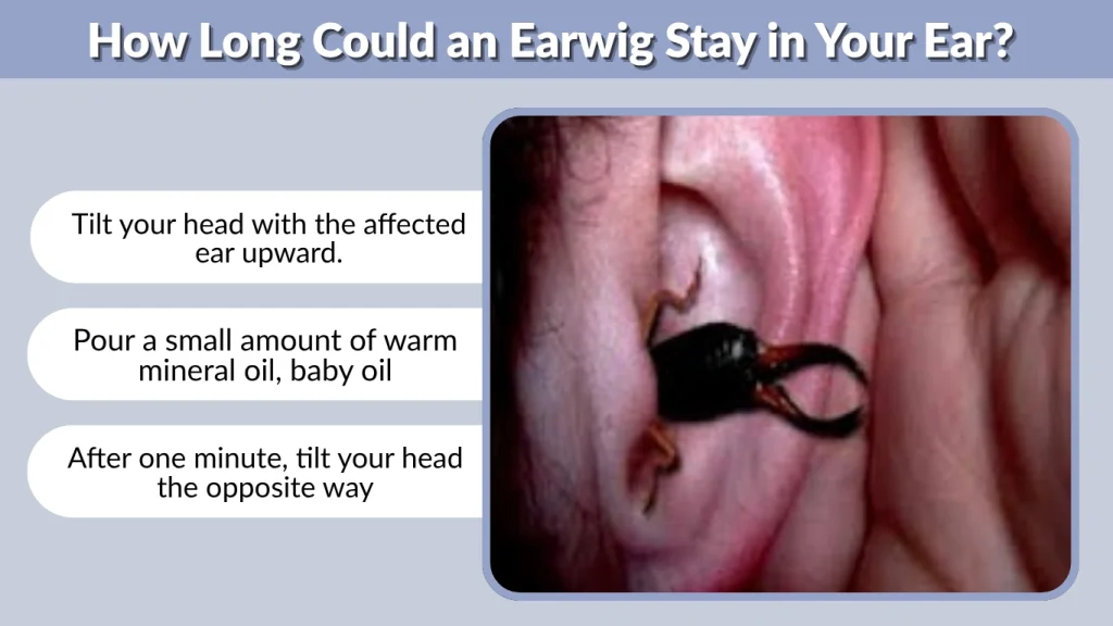 How Long Could an Earwig Stay in Your Ear