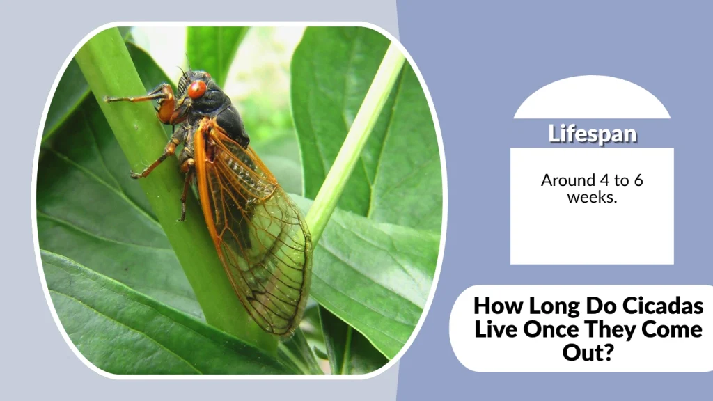 How Long Do Cicadas Live Once They Come Out