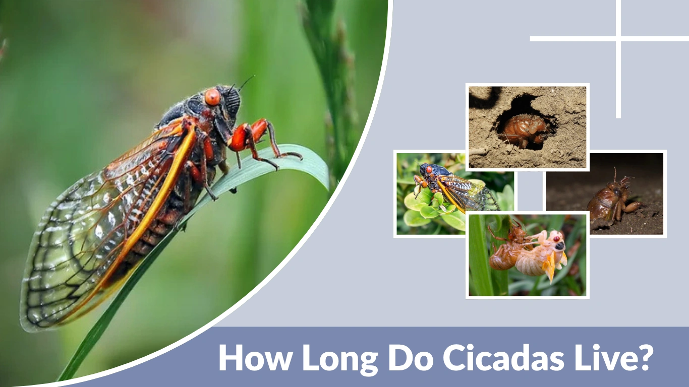 How Long Do Cicadas Live Understanding Their Incredible Life Cycle