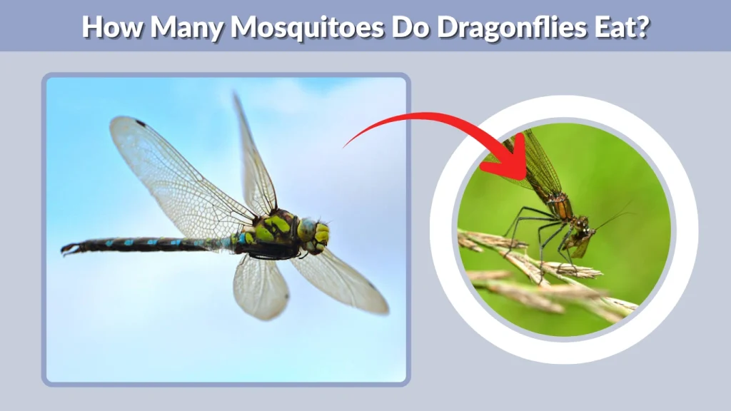 How Many Mosquitoes Do Dragonflies Eat