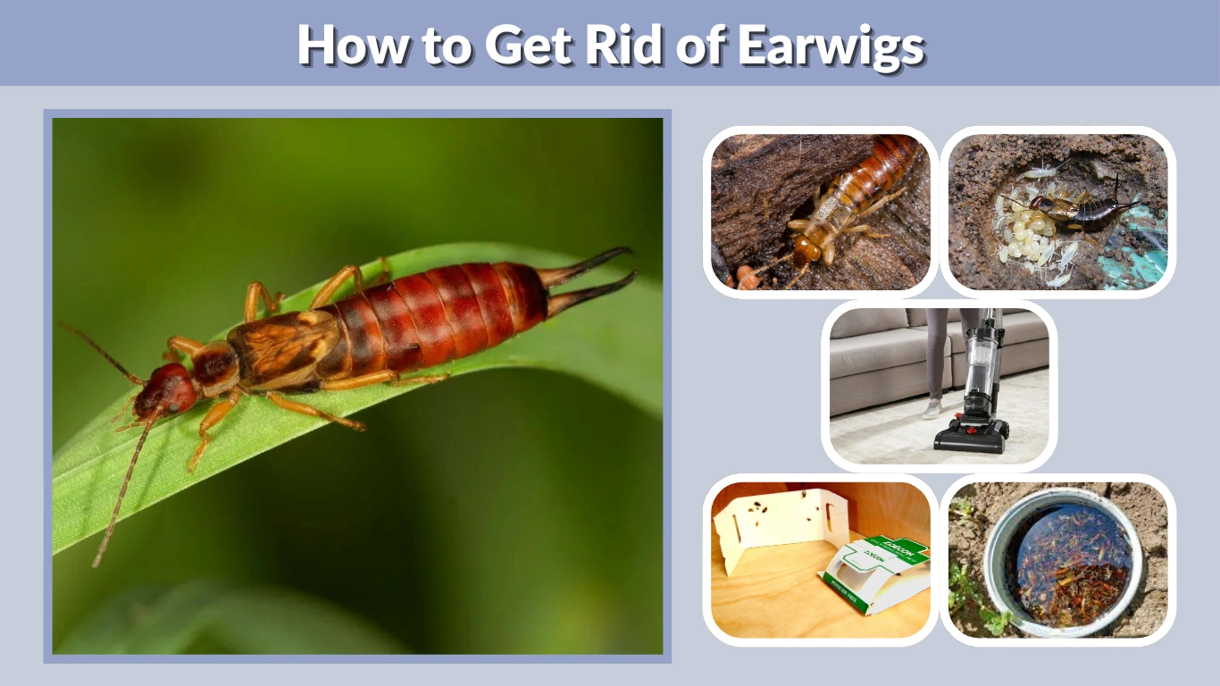How to Get Rid of Earwigs Indoors, Outdoors, and Naturally