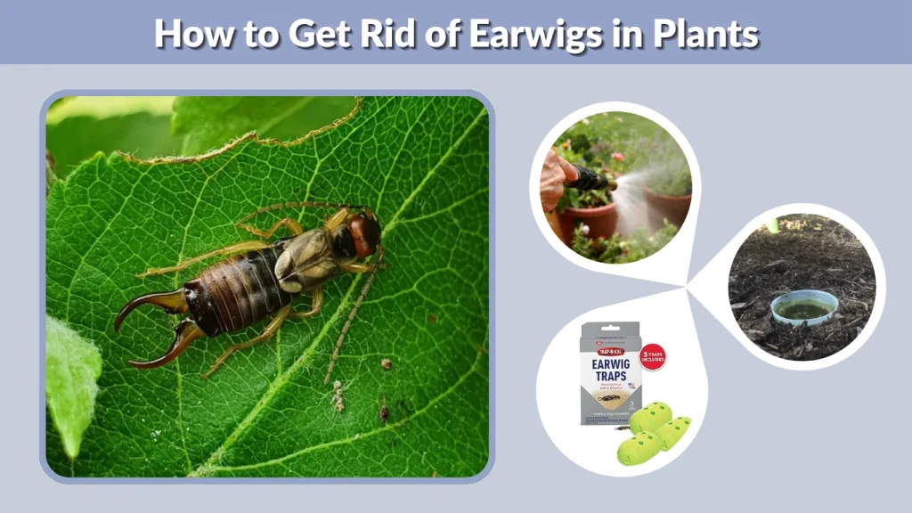 How to Get Rid of Earwigs in Plants