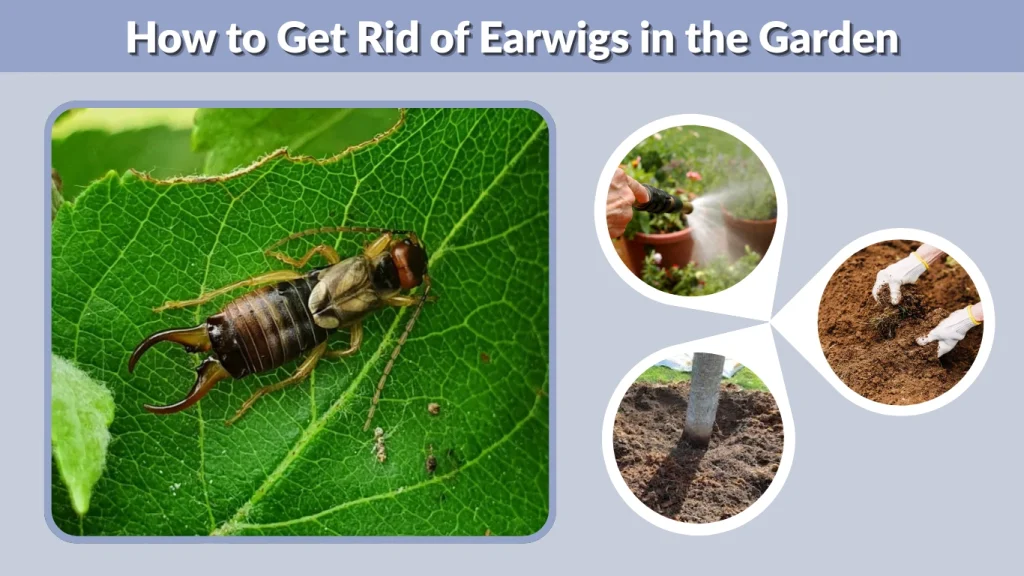 How to Get Rid of Earwigs in the Garden