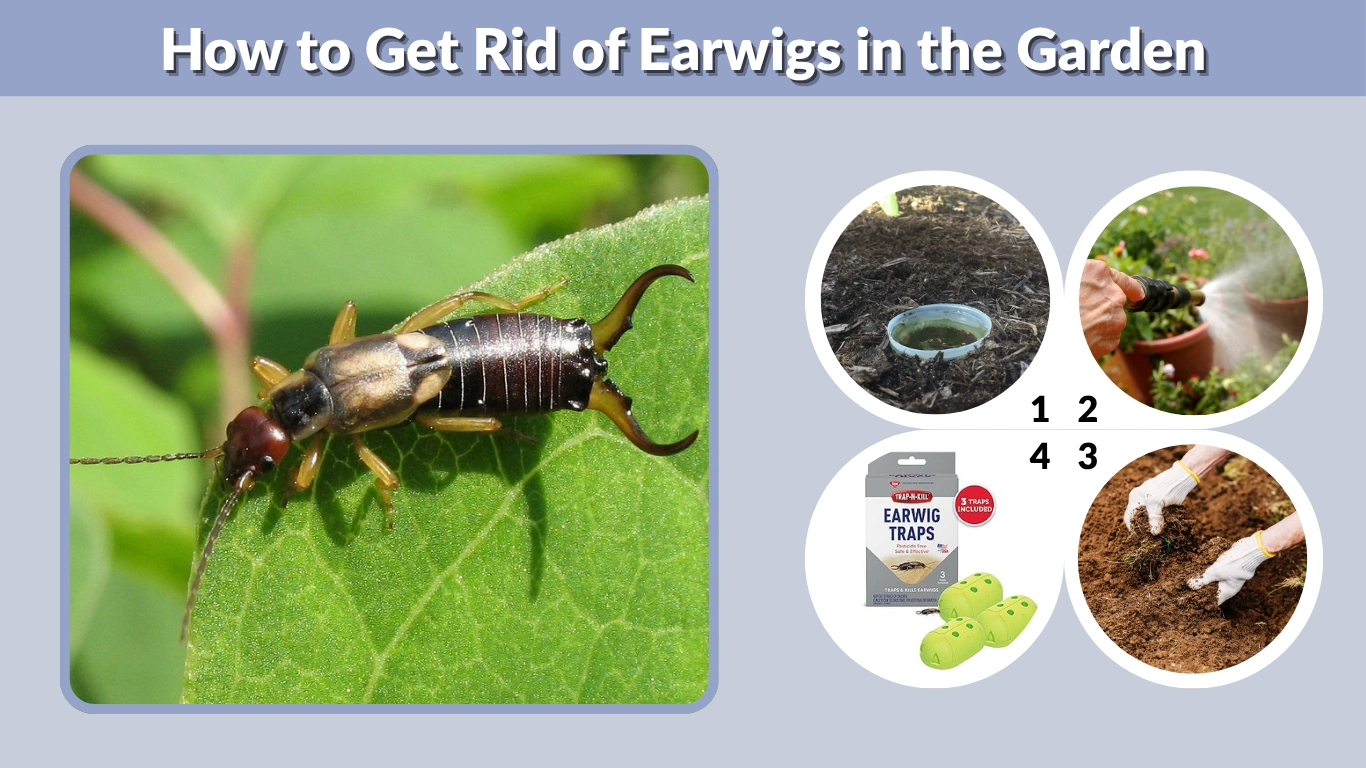 How to Get Rid of Earwigs in the Garden Causes, Control, and Prevention