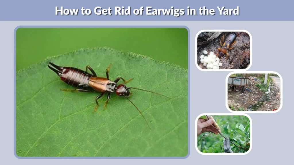 How to Get Rid of Earwigs in the Yard