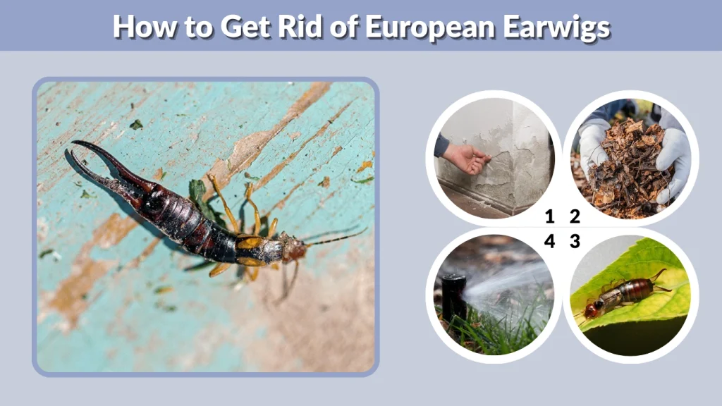 How to Get Rid of European Earwigs