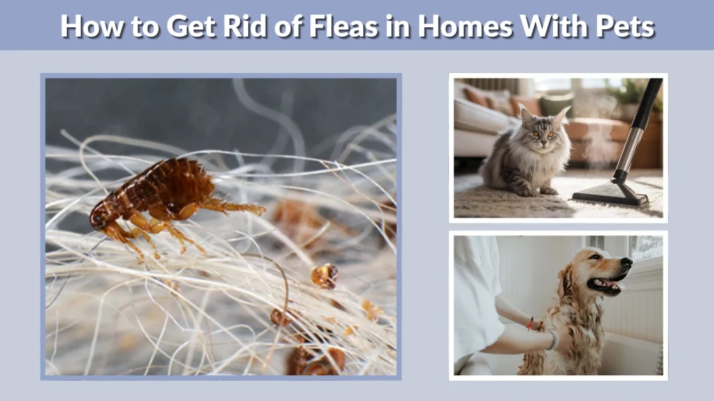 How to Get Rid of Fleas in Homes With Pets