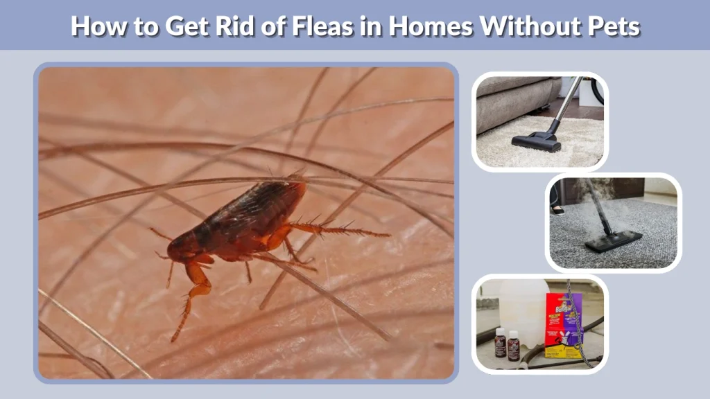 How to Get Rid of Fleas in Homes Without Pets