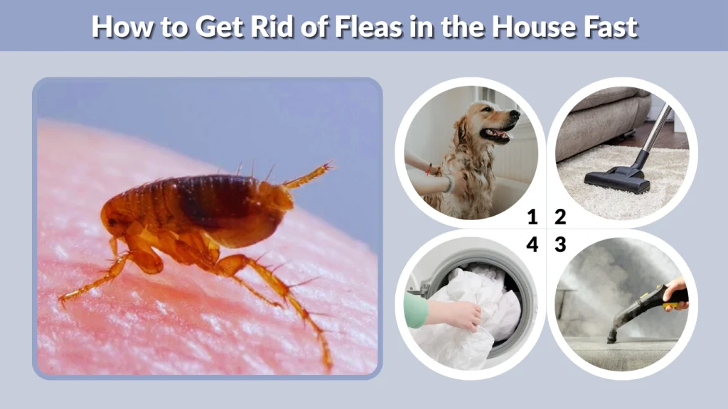 How to Get Rid of Fleas in the House Fast