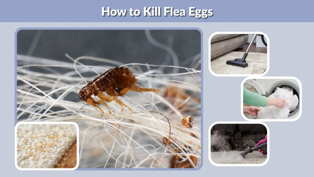 How to Kill Flea Eggs