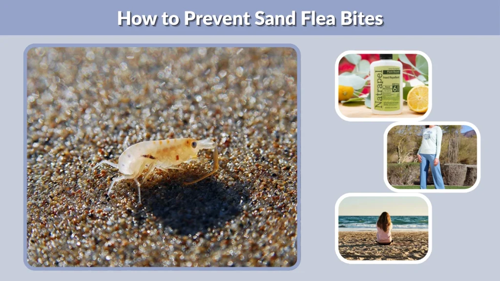 How to Prevent Sand Flea Bites