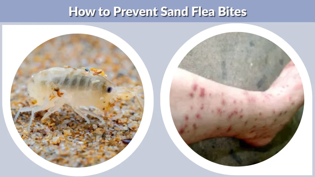 How to Prevent Sand Flea Bites