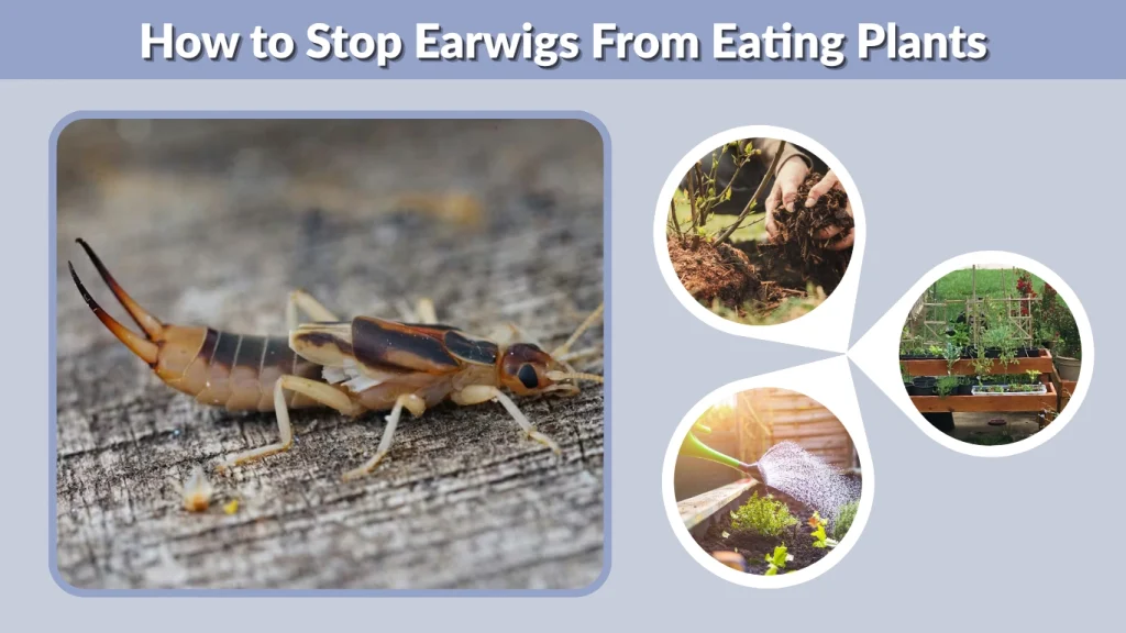 How to Stop Earwigs From Eating Plants
