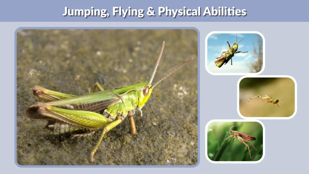 Jumping, Flying & Physical Abilities