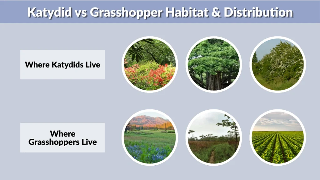 Katydid vs Grasshopper Habitat & Distribution