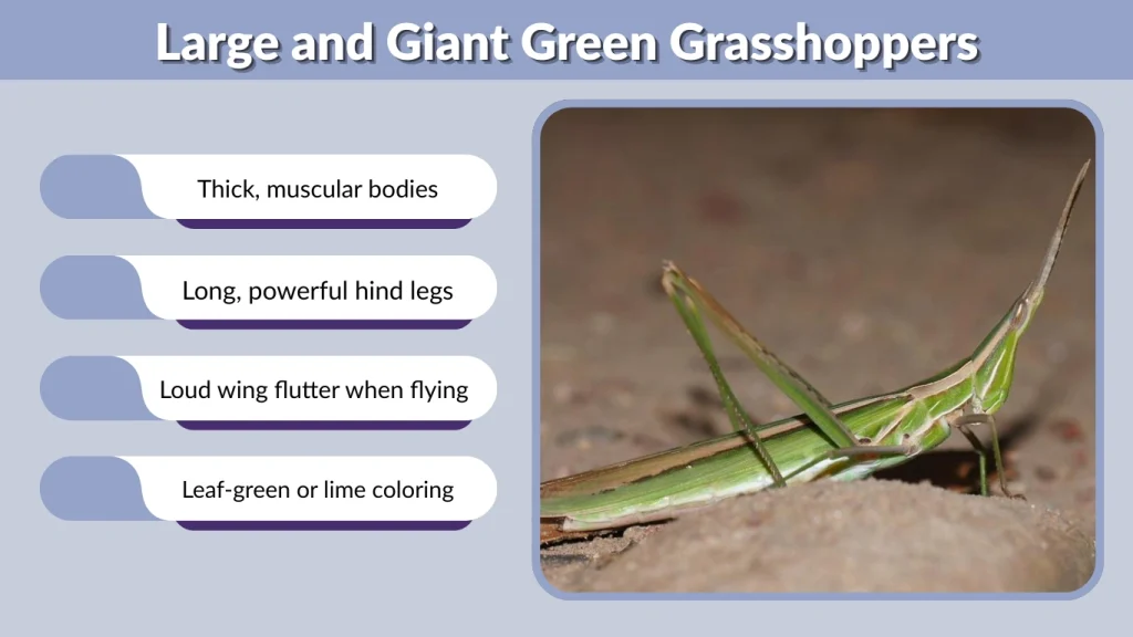 Large and Giant Green Grasshoppers