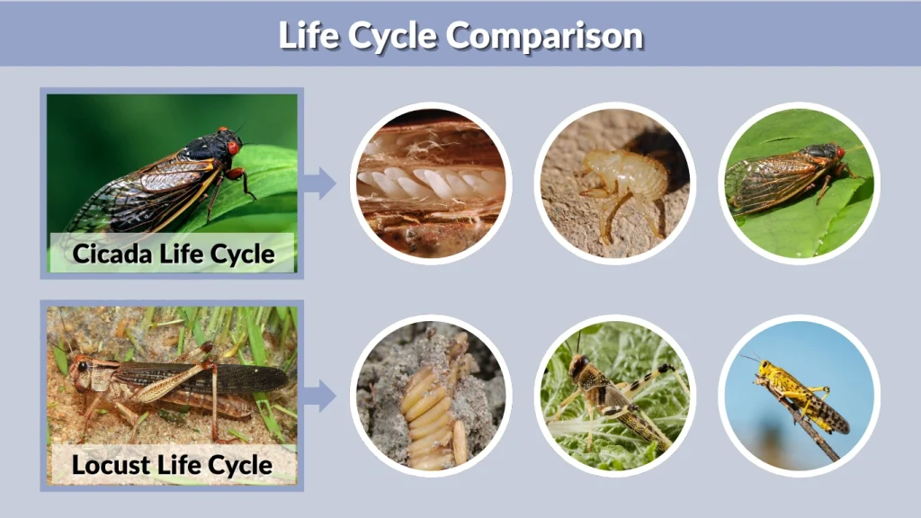 Life Cycle Comparison