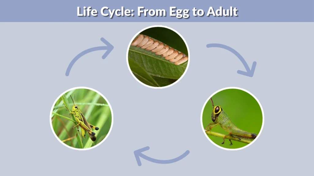 Life Cycle From Egg to Adult
