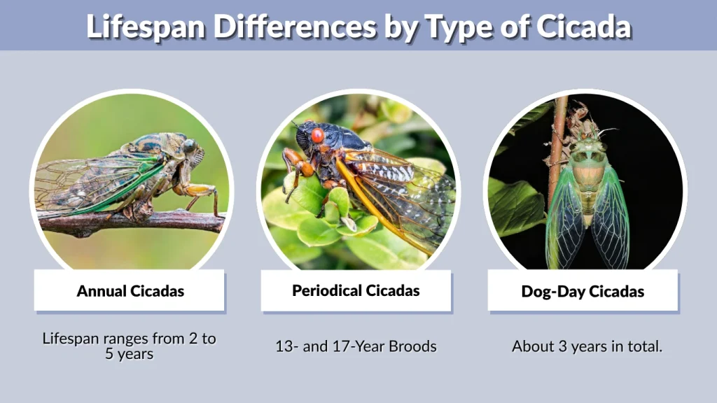 Lifespan Differences by Type of Cicada
