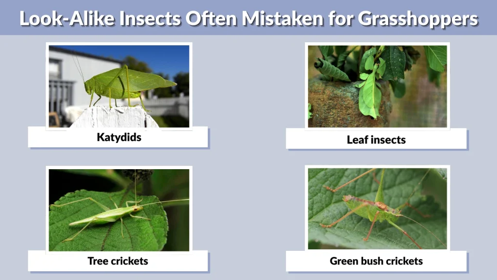 Look-Alike Insects Often Mistaken for Grasshoppers