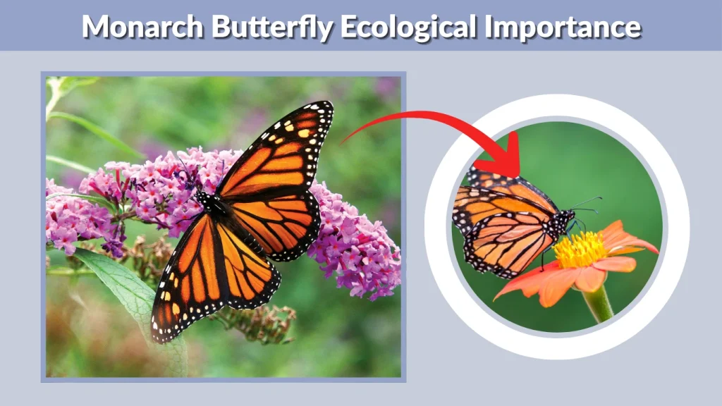 Monarch Butterfly Ecological Importance