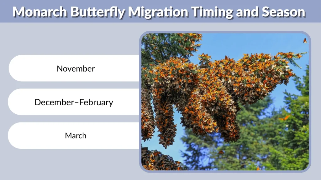 Monarch Butterfly Migration Timing and Season