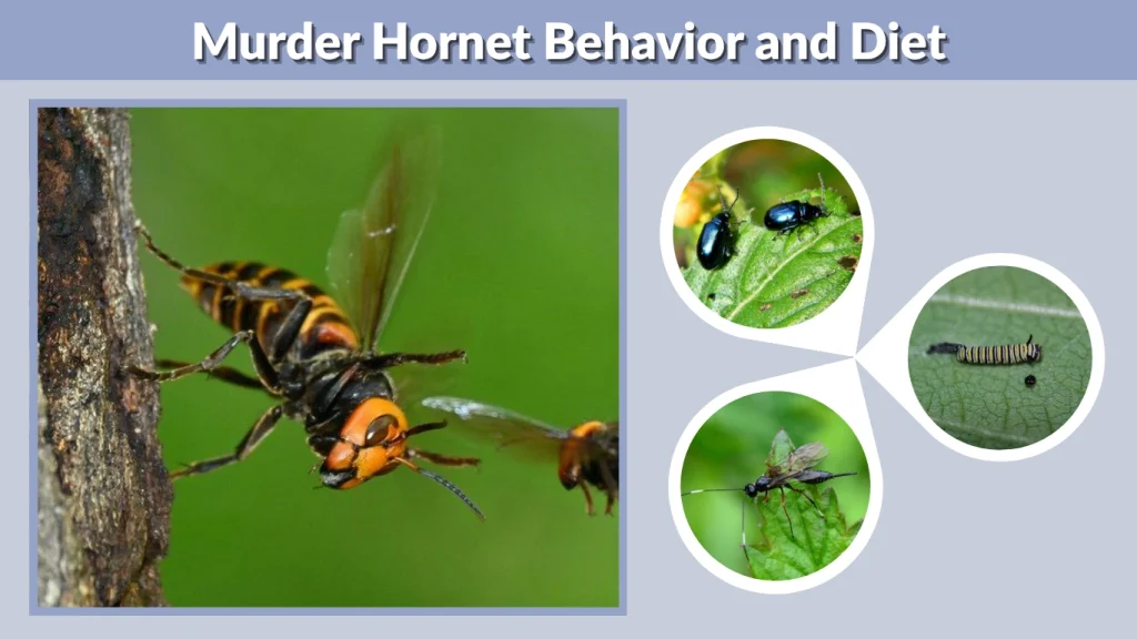 Murder Hornet Behavior and Diet