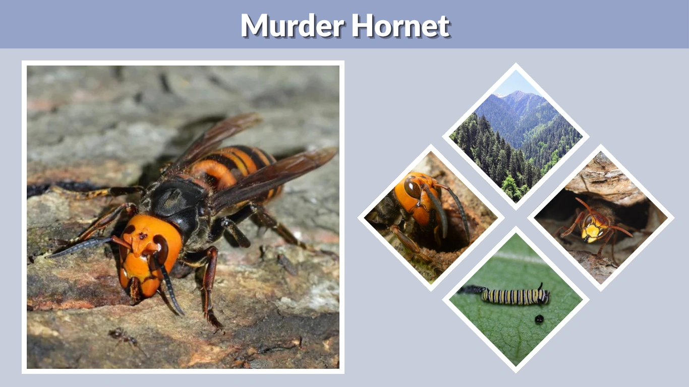 Murder Hornet Facts, Size, Sting, and Habitat