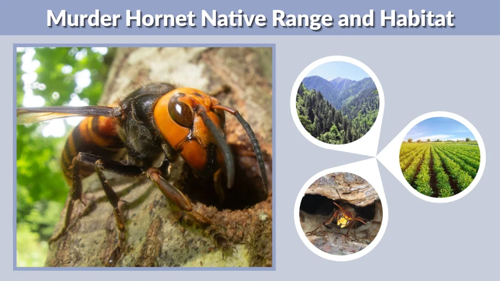 Murder Hornet Native Range and Habitat
