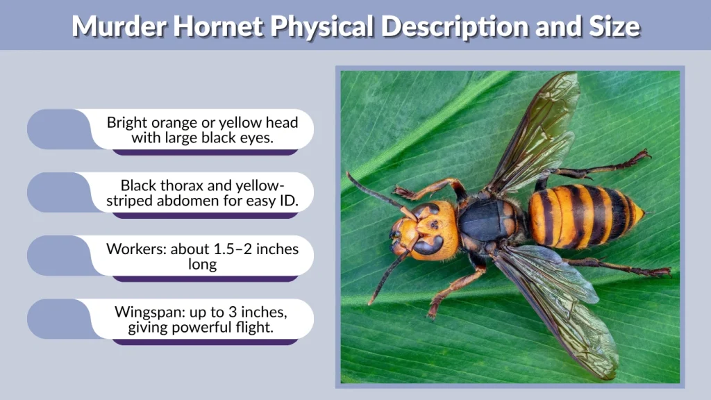 Murder Hornet Physical Description and Size