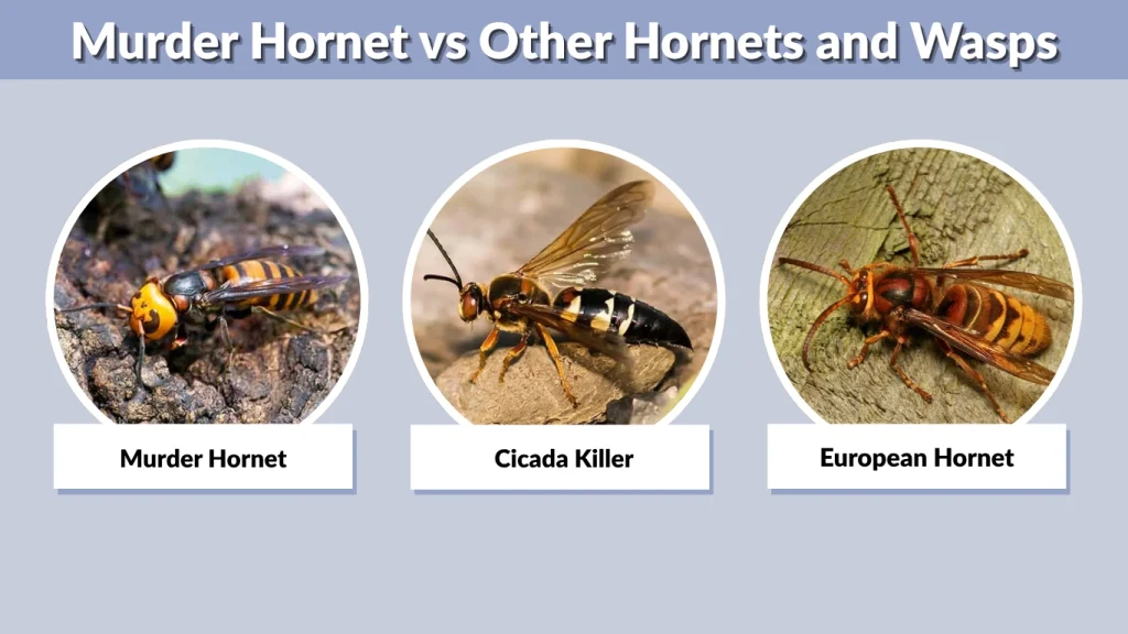 Murder Hornet vs Other Hornets and Wasps