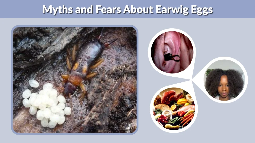 Myths and Fears About Earwig Eggs