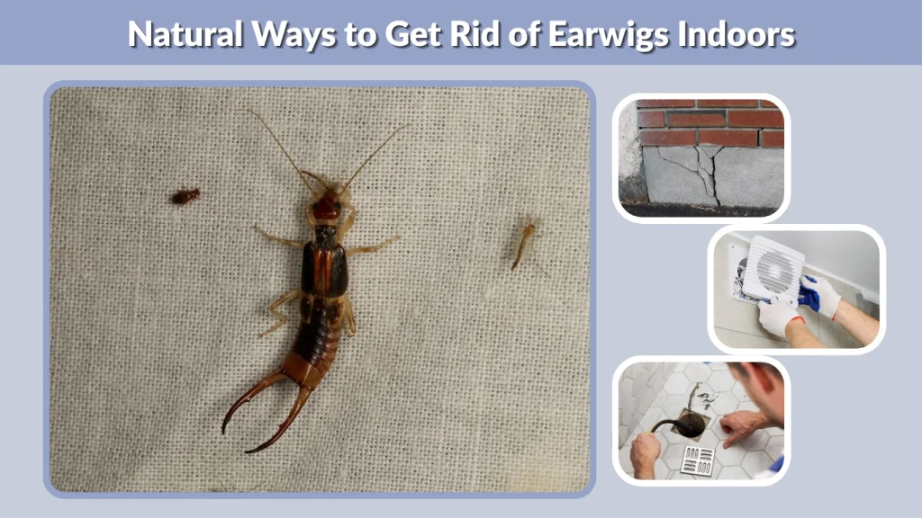 Natural Ways to Get Rid of Earwigs Indoors