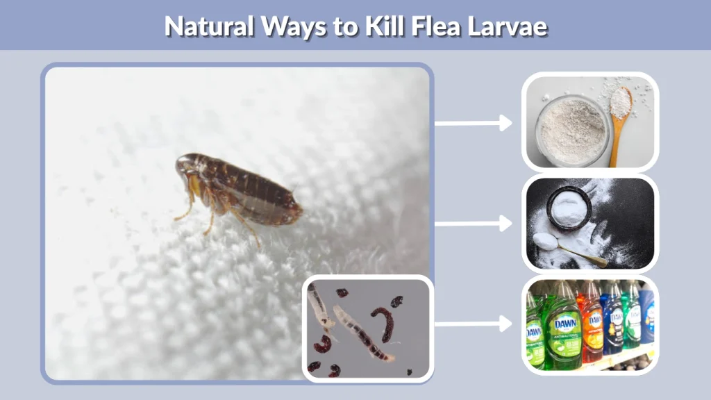 Natural Ways to Kill Flea Larvae