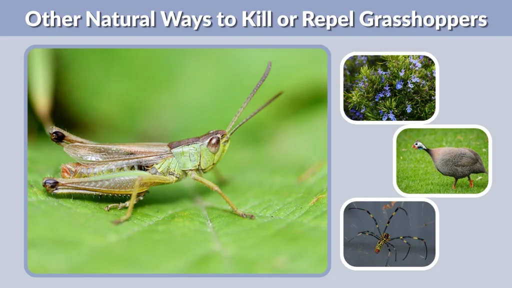 Other Natural Ways to Kill or Repel Grasshoppers