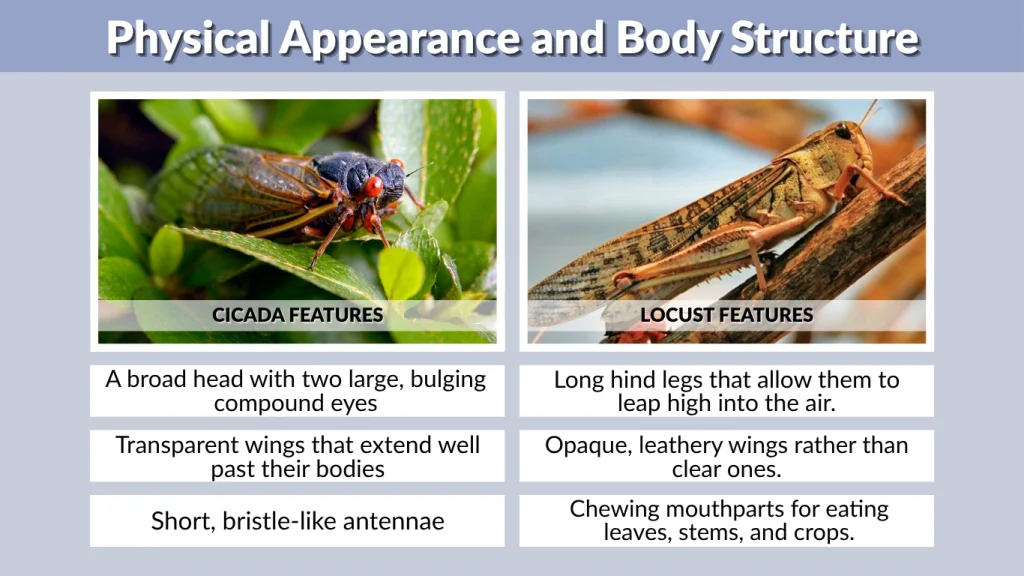 Physical Appearance and Body Structure