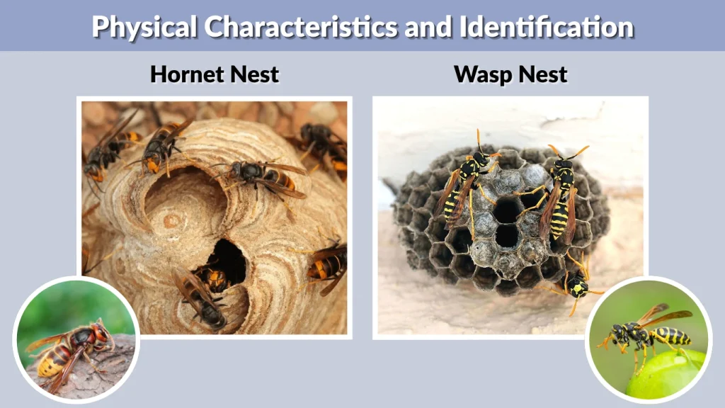 Physical Characteristics and Identification