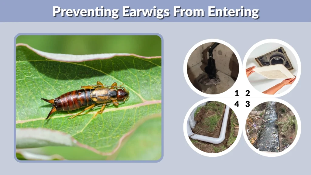Preventing Earwigs From Entering