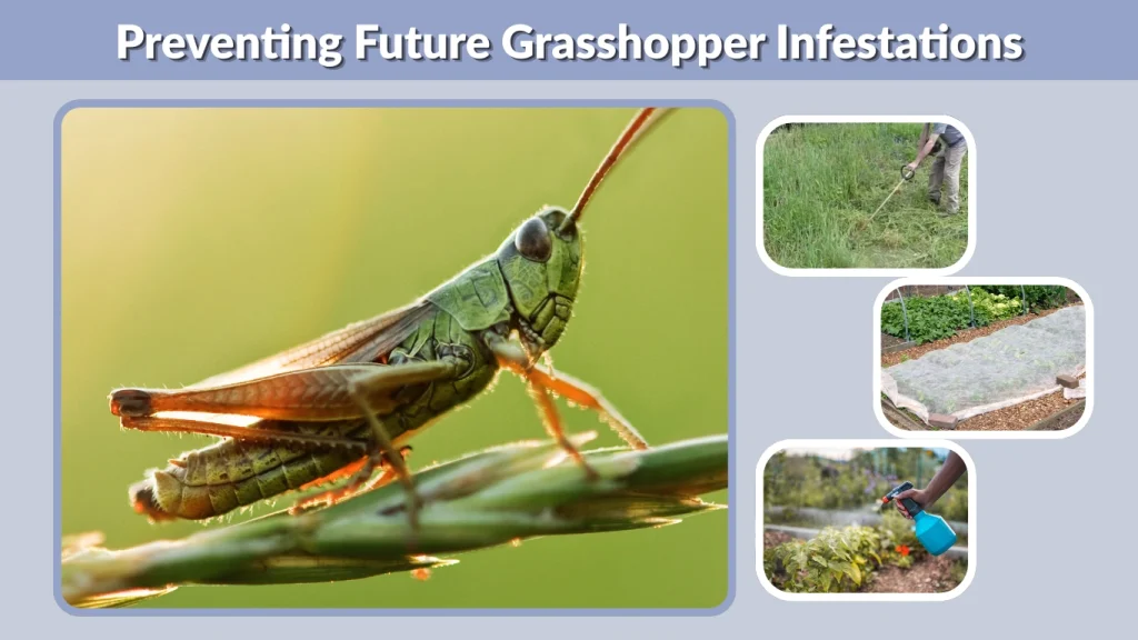 Preventing Future Grasshopper Infestations
