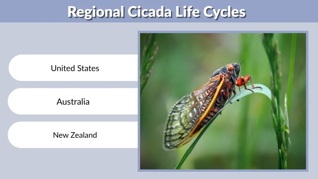 Regional Cicada Life Cycles