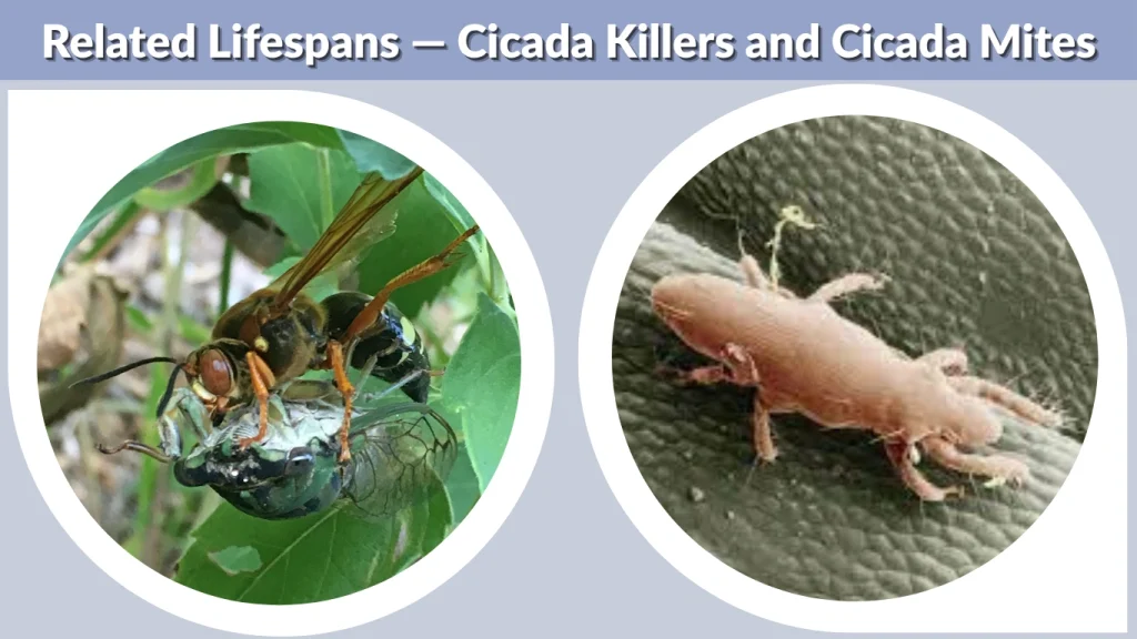 Related Lifespans — Cicada Killers and Cicada Mites