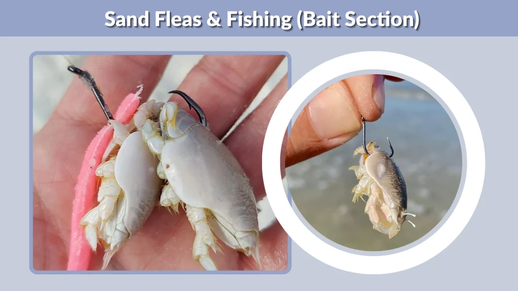 Sand Fleas & Fishing (Bait Section)