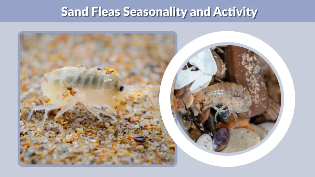 Sand Fleas Seasonality and Activity