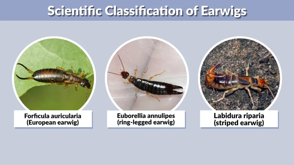 Scientific Classification of Earwigs