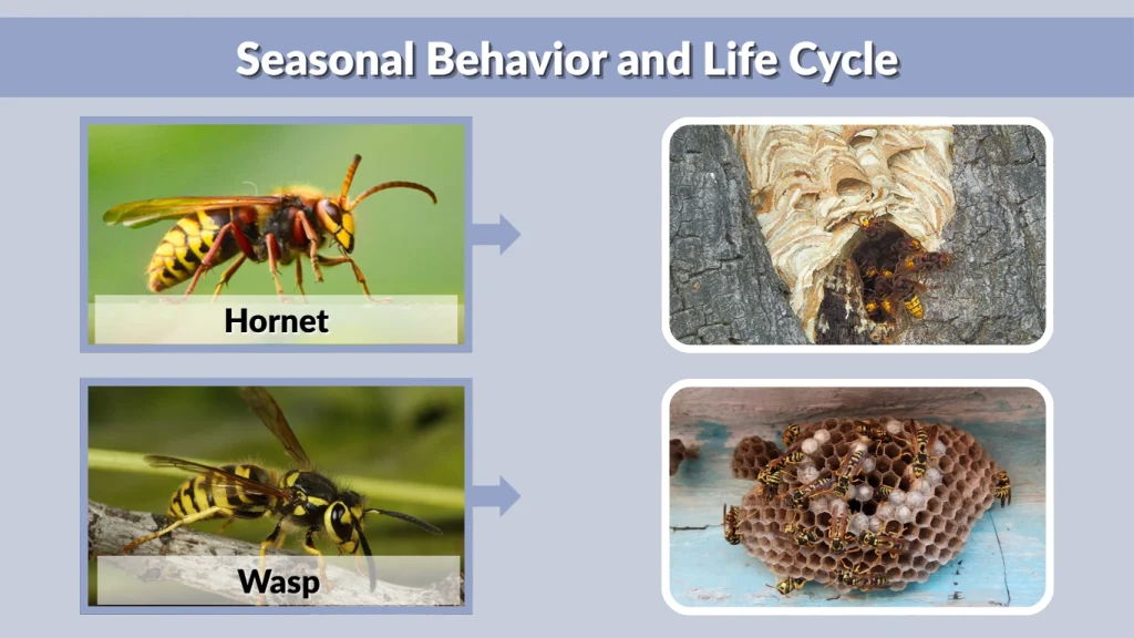 Seasonal Behavior and Life Cycle