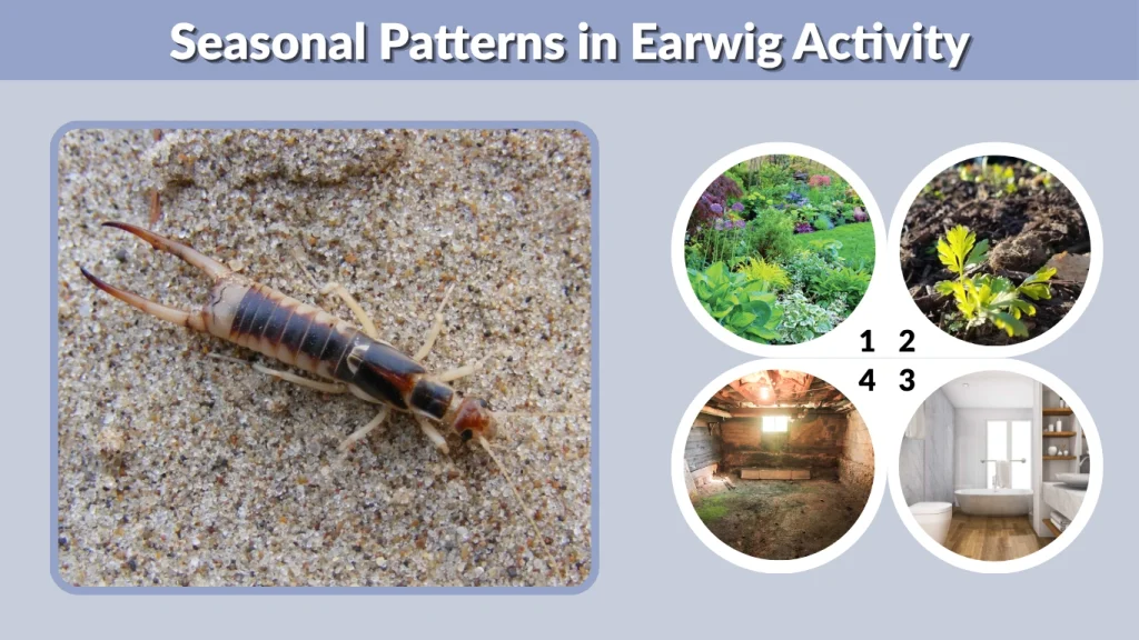 Seasonal Patterns in Earwig Activity