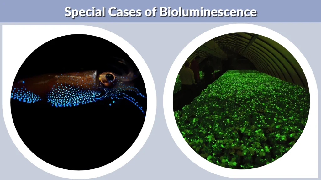 Special Cases of Bioluminescence