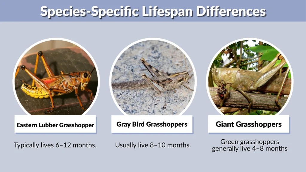 Species-Specific Lifespan Differences