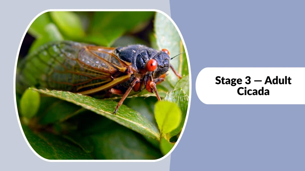 Stage 3 — Adult Cicada