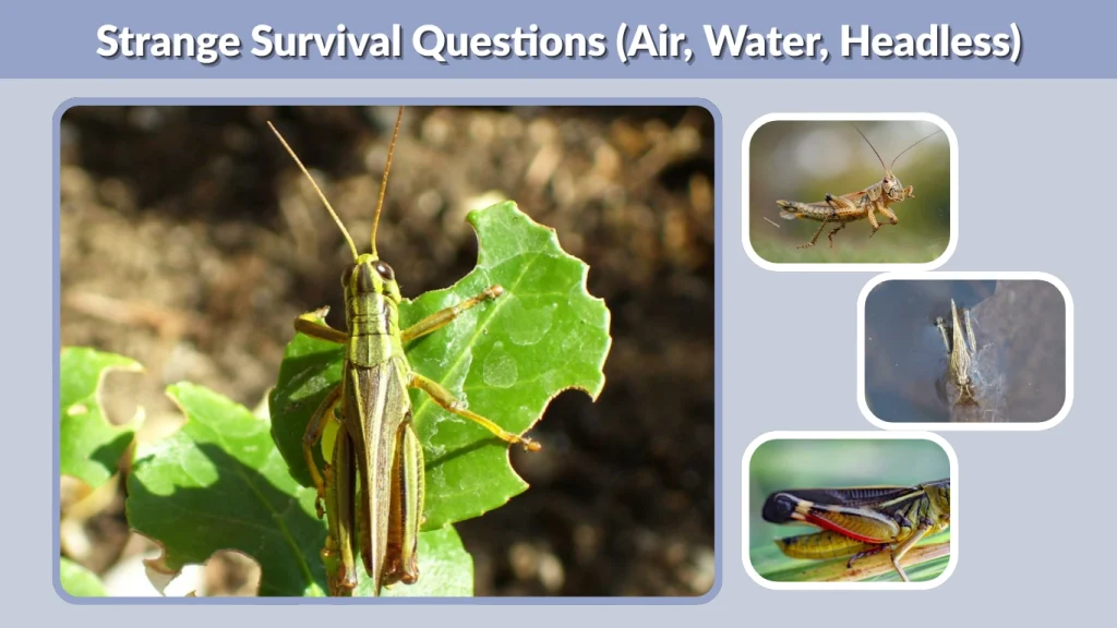 Strange Survival Questions (Air, Water, Headless)